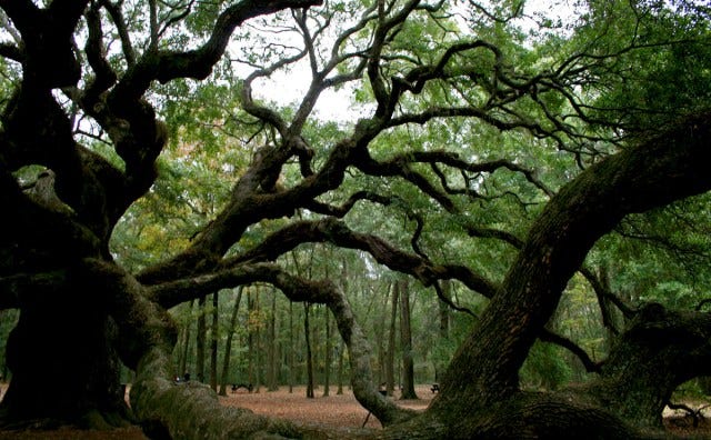 woods surrounding angel tree