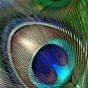 Ms. Peacock's Perspective's avatar