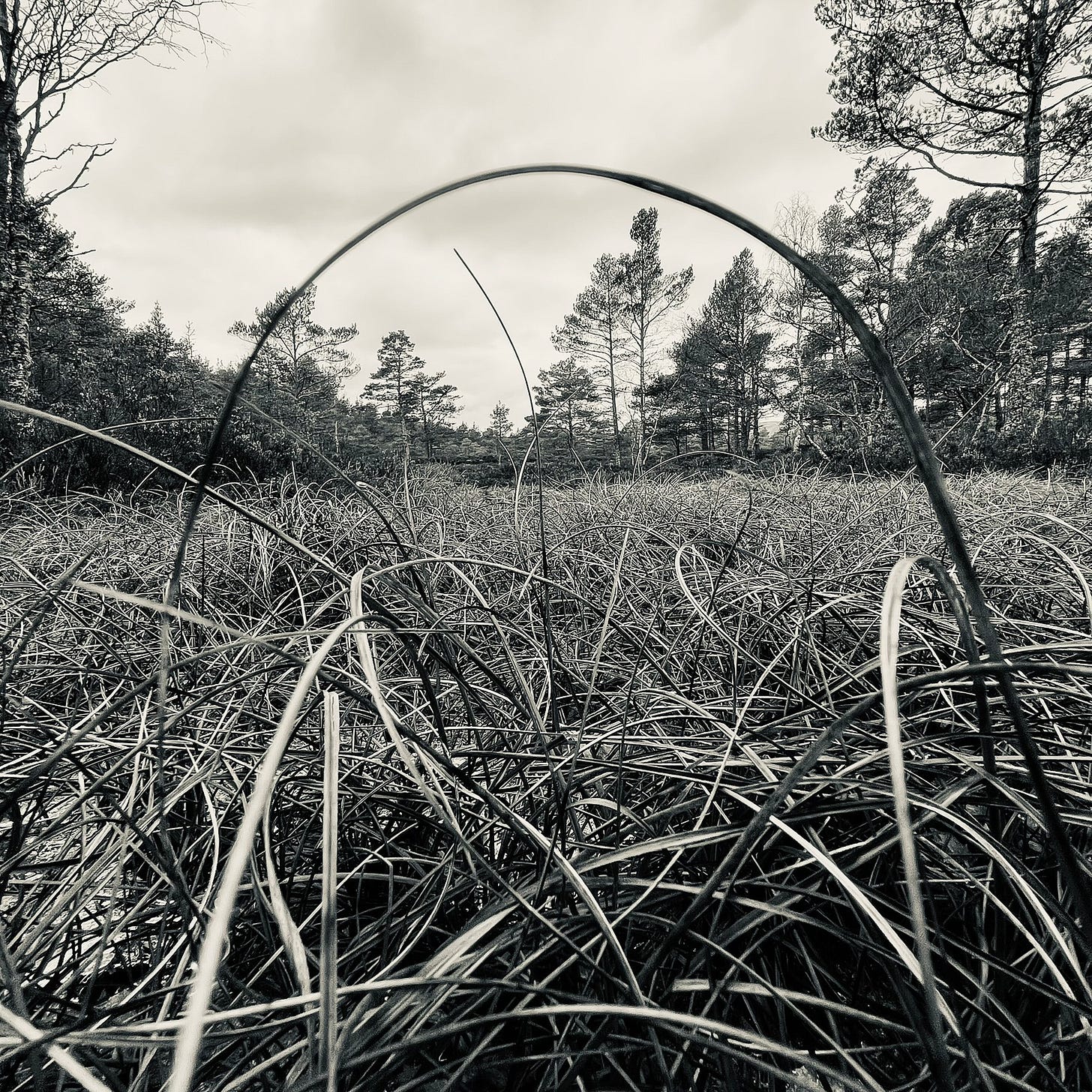 The quiet elegance of curved blades of common cottongrass seen at ground level against a background of Scots pine trees