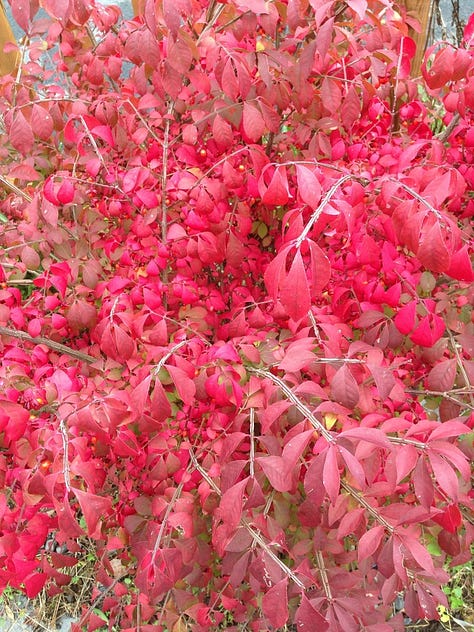 Three photos of burning bush; one with green leaves and red berries, a close up of corky "wings" on bark, plant in full red foliage.