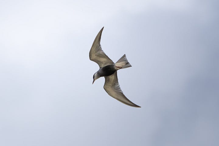 Whiskered tern