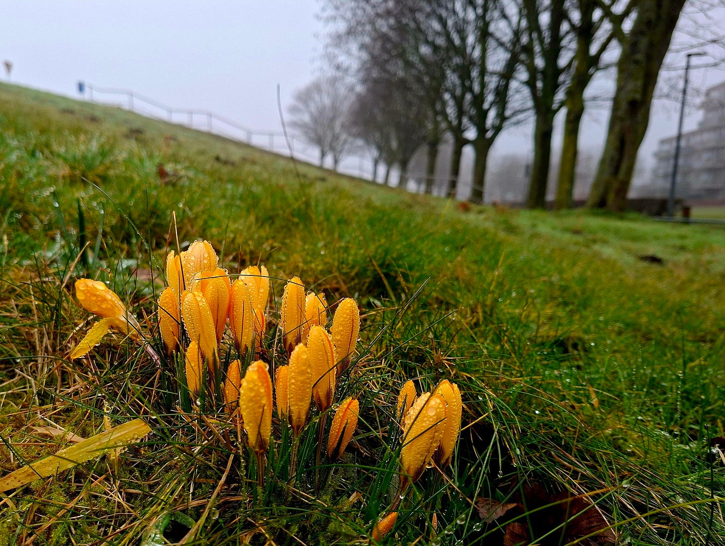 May be an image of mushroom and grass May be an image of mushroom and grass