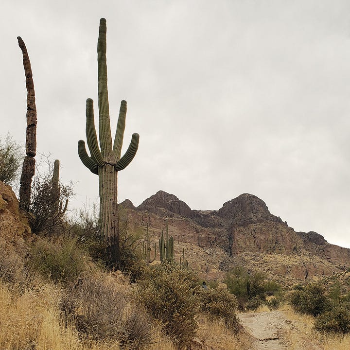 Photos of my family hiking and cacti.