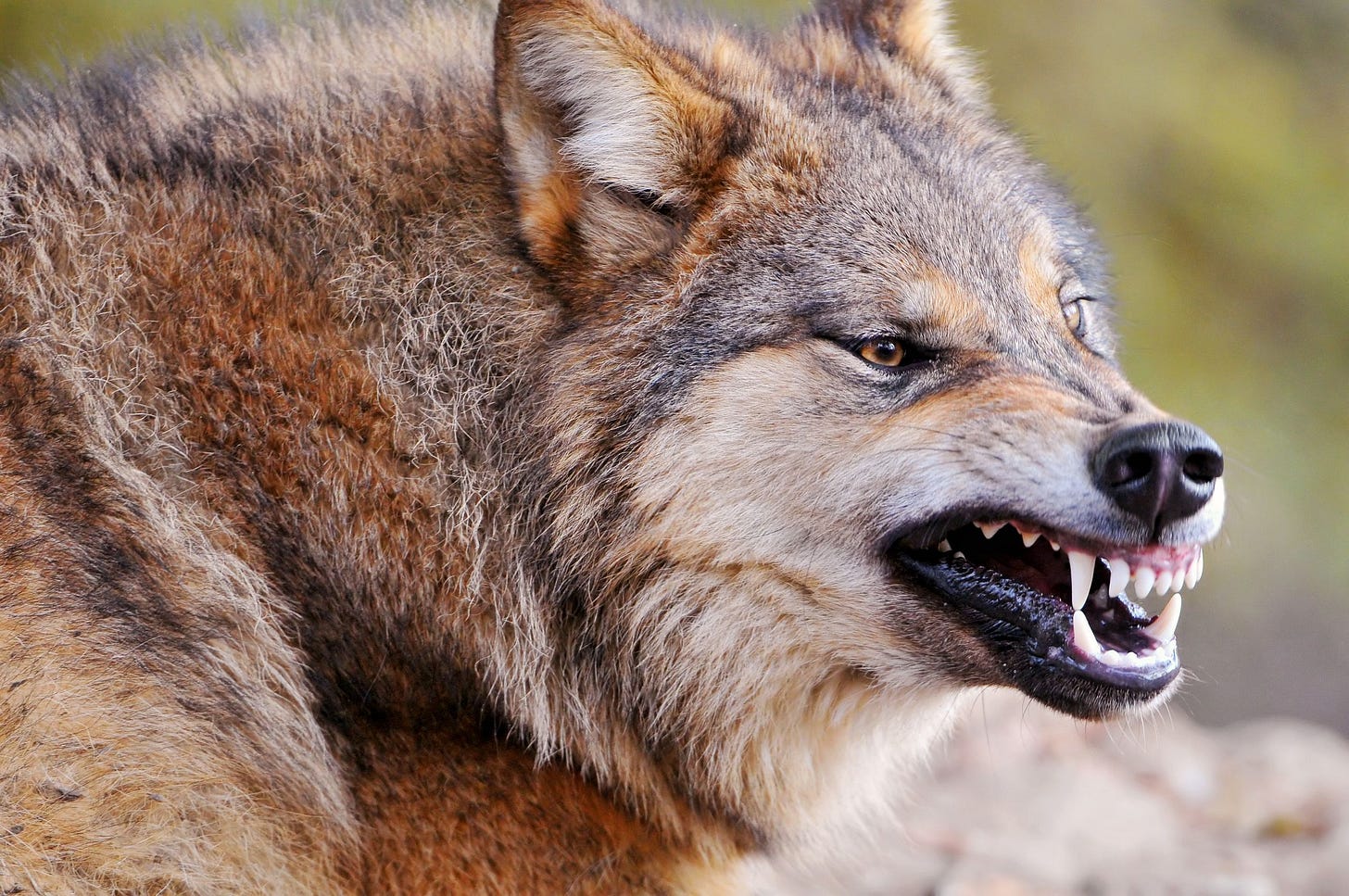 wolf - Wolves Photo (32863739) - Fanpop