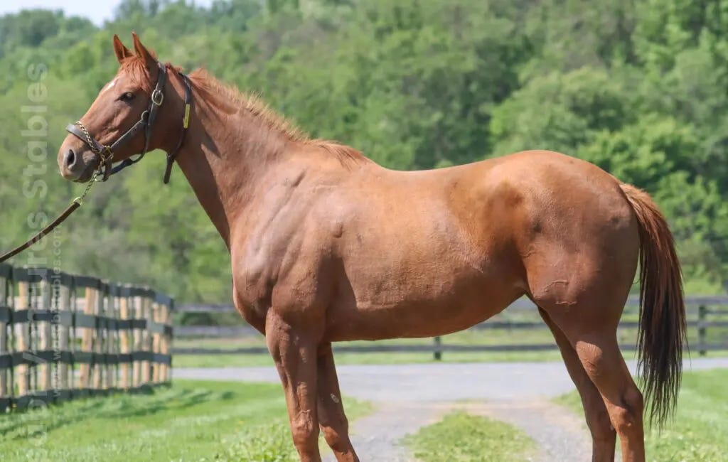 Housatonic Recommended Matings for 2024 - Mad Grace
