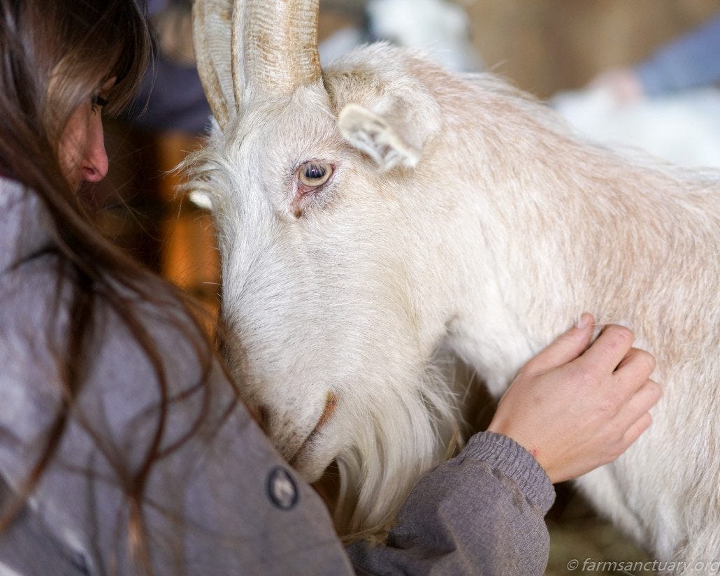 Scribbles the friendly goat! Scribbles the friendly goat!