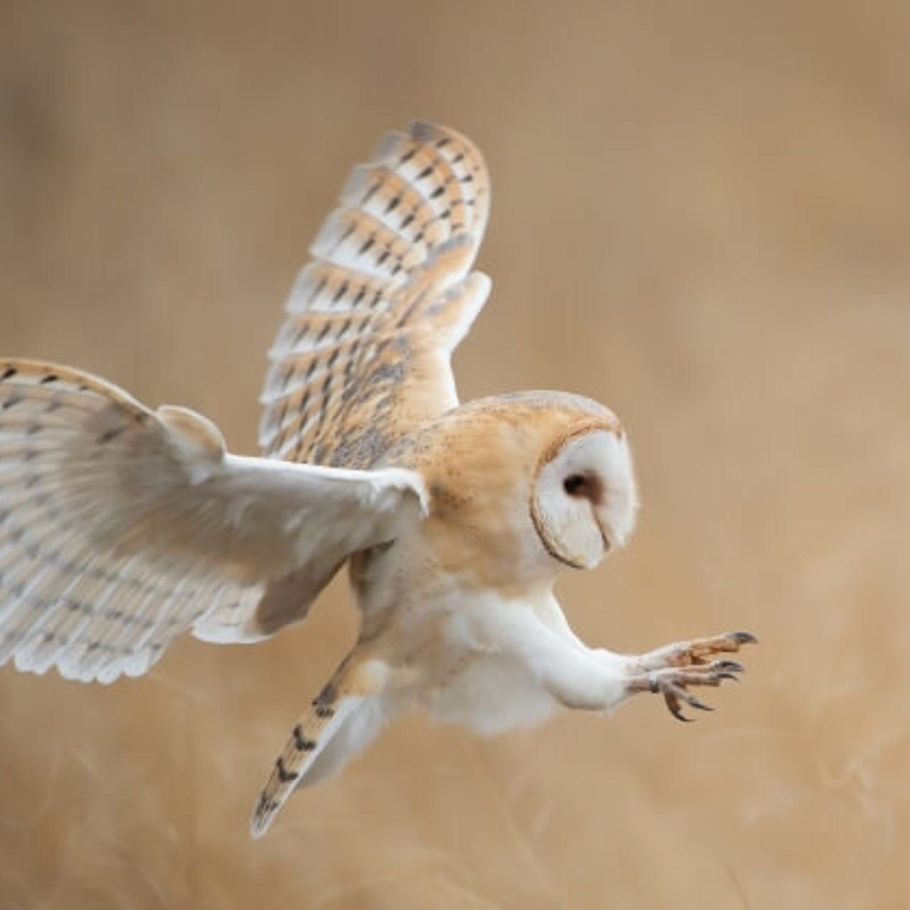 Barn Owl Surveys - Phase I & II surveys in the UK | Ecosupport | Ecosupport Barn Owl Surveys - Phase I & II surveys in the UK | Ecosupport | Ecosupport