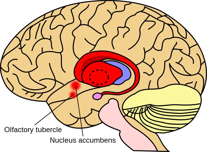 File:Striatum.svg