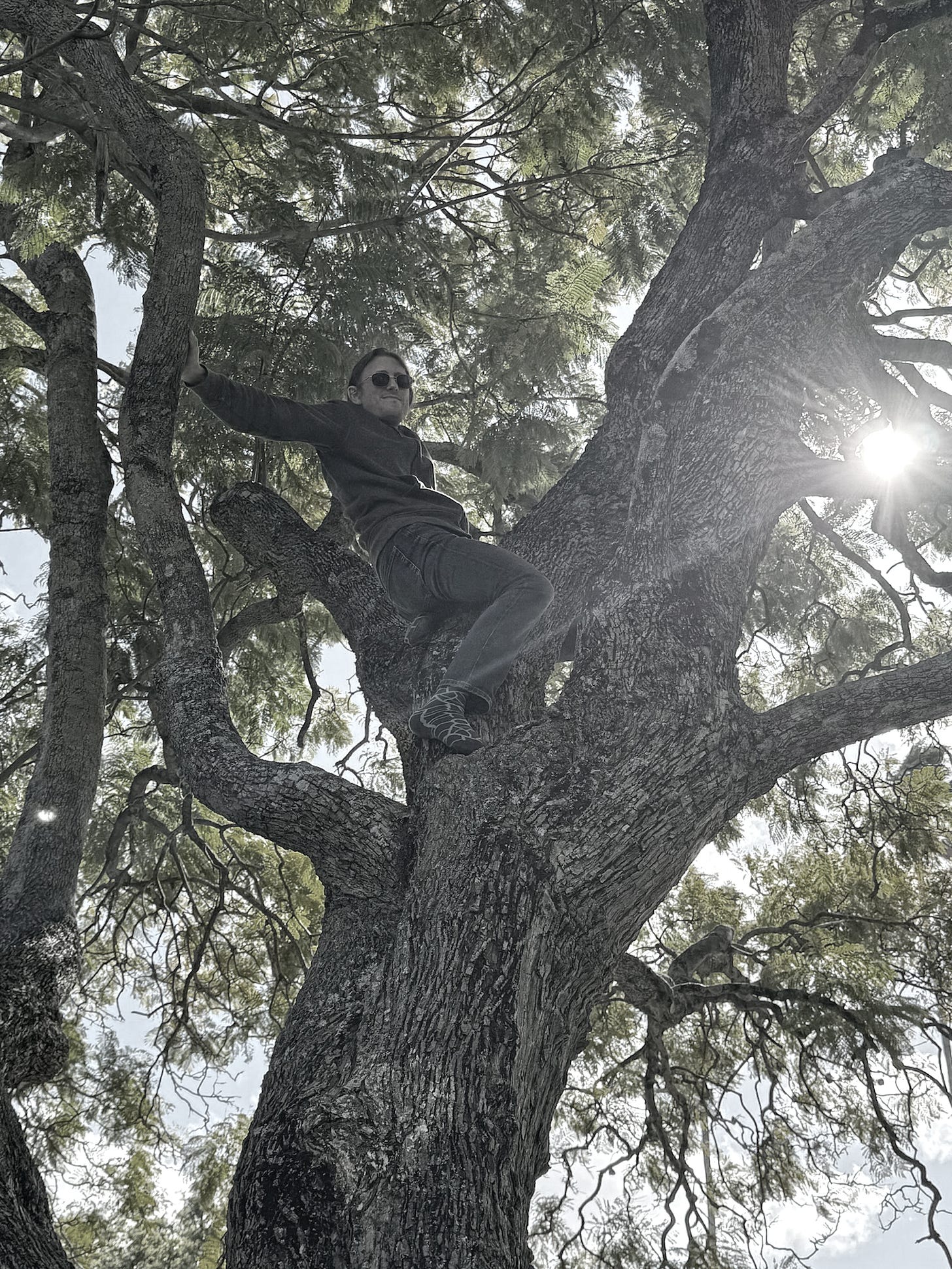 A photograph of the author in a tree. The photograph is taken from the bottom, looking upward. I am leaning backwards in the tree, with an outstretched arm holding on to one branch. A photograph of the author in a tree. The photograph is taken from the bottom, looking upward. I am leaning backwards in the tree, with an outstretched arm holding on to one branch.