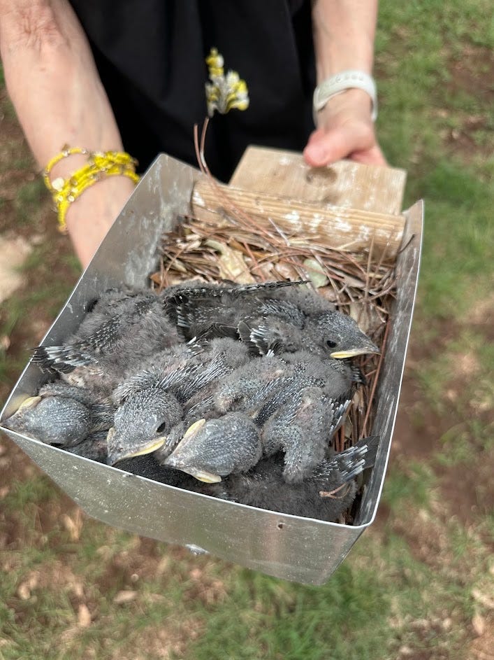 Purple martin fledglings, and eggs. 