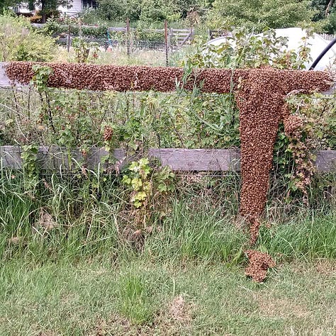Images of animal behaviour such as swarming bees, snakes, insects and frogs can be a guide to gardening activities