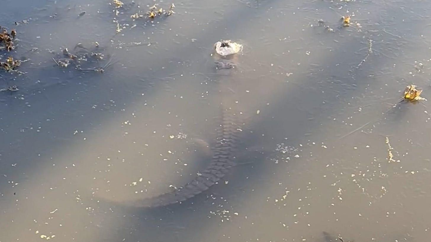 Alligators lean on instincts to survive freezing water Alligators lean on instincts to survive freezing water
