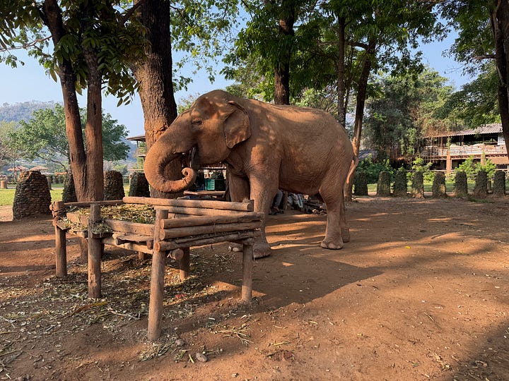 elephants
