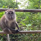 Mushrooms and Monkeys 