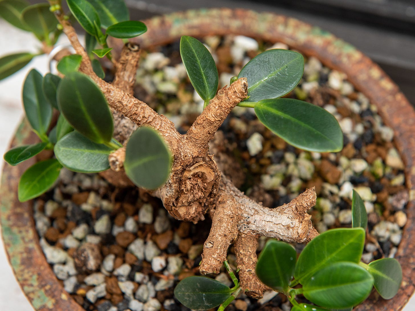 ID: View from the top, showing stubby branches