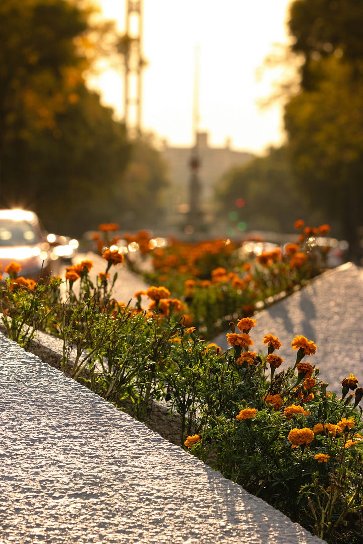 Once again, the totally ridiculous view from our rental in the Juarez neighborhood. Marigolds in cdmx at golden hour (photo Roger Ce, Unsplash).