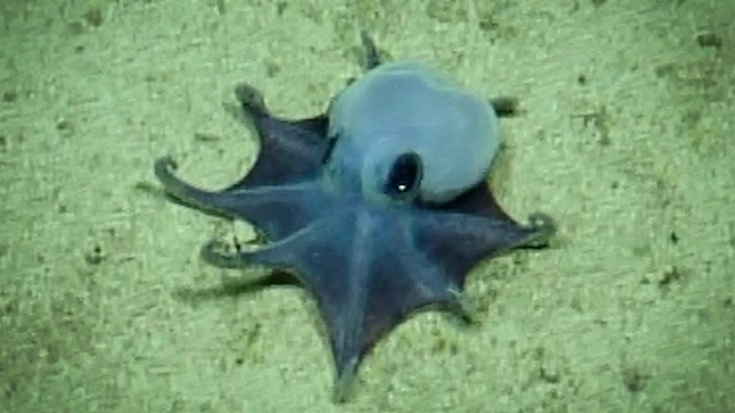 Tiny Blue Octopus Discovered