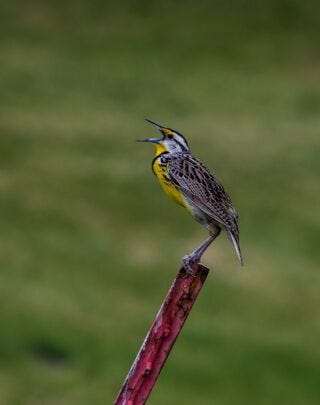 This photo is of a meadowlark singing from a fence post.