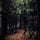 Insane Forest Man's Auditorium