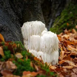 Lion's mane mushroom improves memory and nerve growth