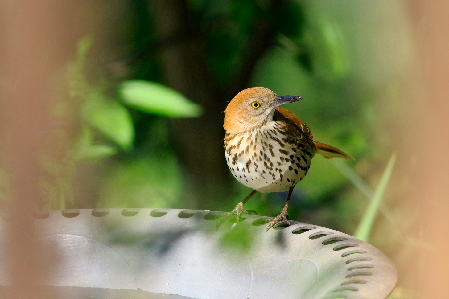 A brown thrasher perched on the edge of a bird bath, turned towards the camera but with head turned, looking towards the right of the frame (the bird's left). The bird has a brown-spotted white throat, breast, and belly; a russet brown tail and back; and brown head with white cheek and bright, dandelion-yellow eye. Soft focus medium brown, almost the same shade as the bird's tail, frames the sides of the photo.