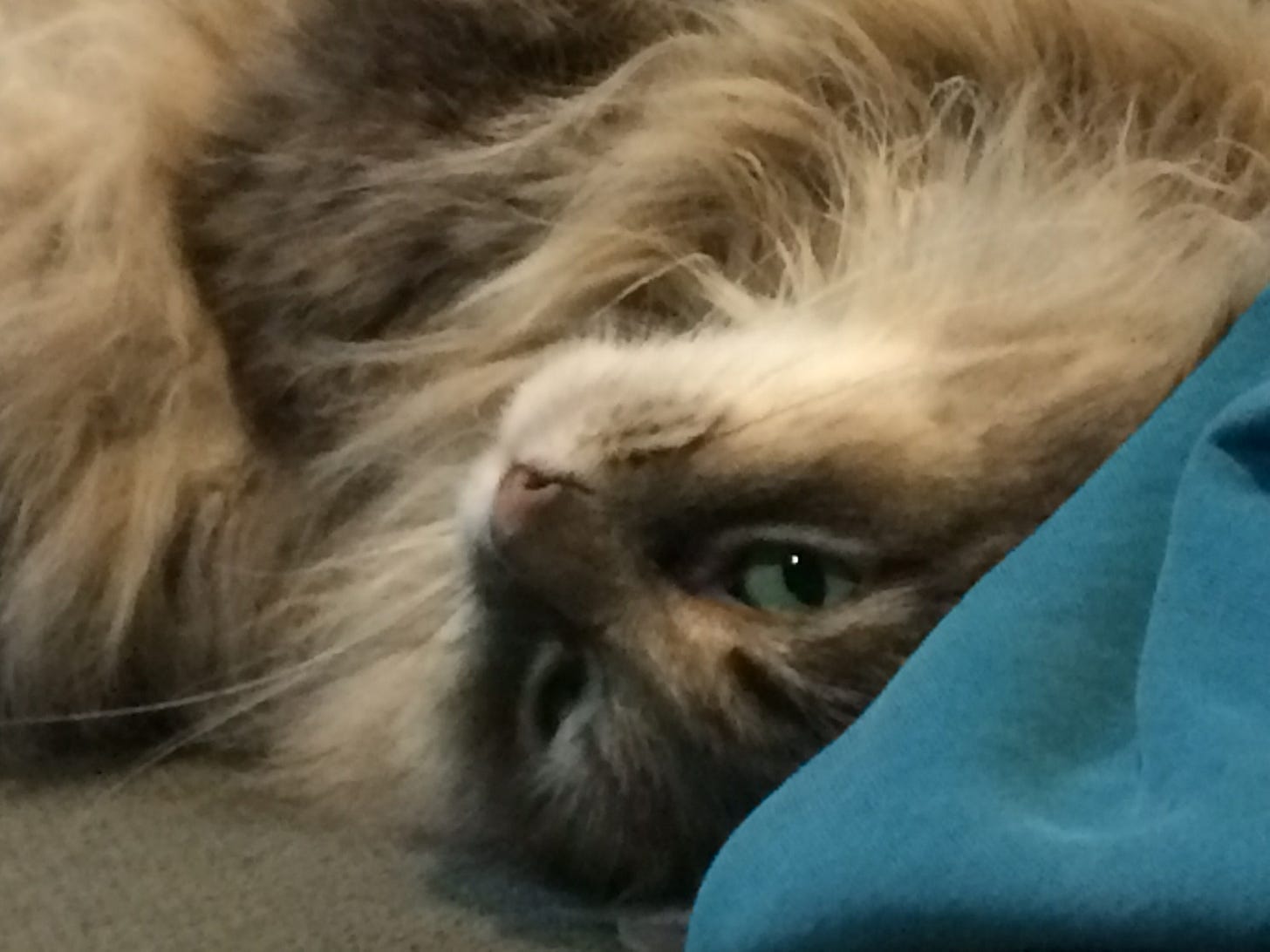 Cat love bites Cat love bites