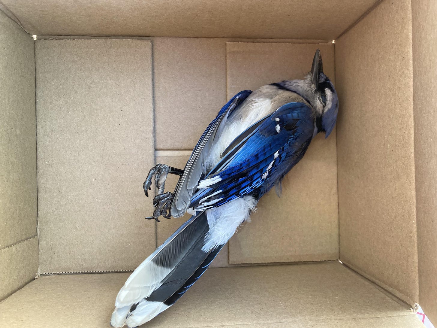 Found a freshly dead bluejay fully intact, I want to keep the bones but I'm  unsure of how to process it safely and respectfully. Bury in a box and dig  up in