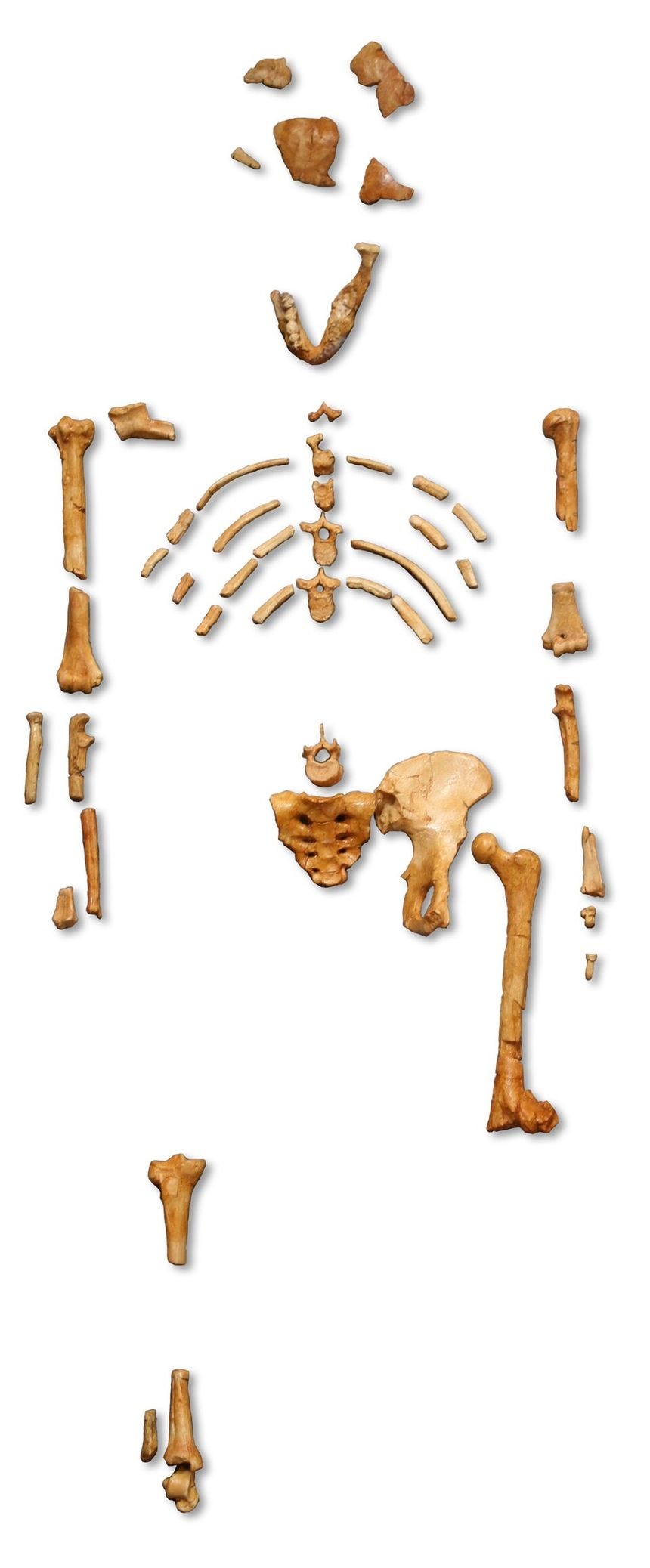 Reconstruction_of_the_fossil_skeleton_of_"Lucy"_the_Australopithecus_afarensis.jpg