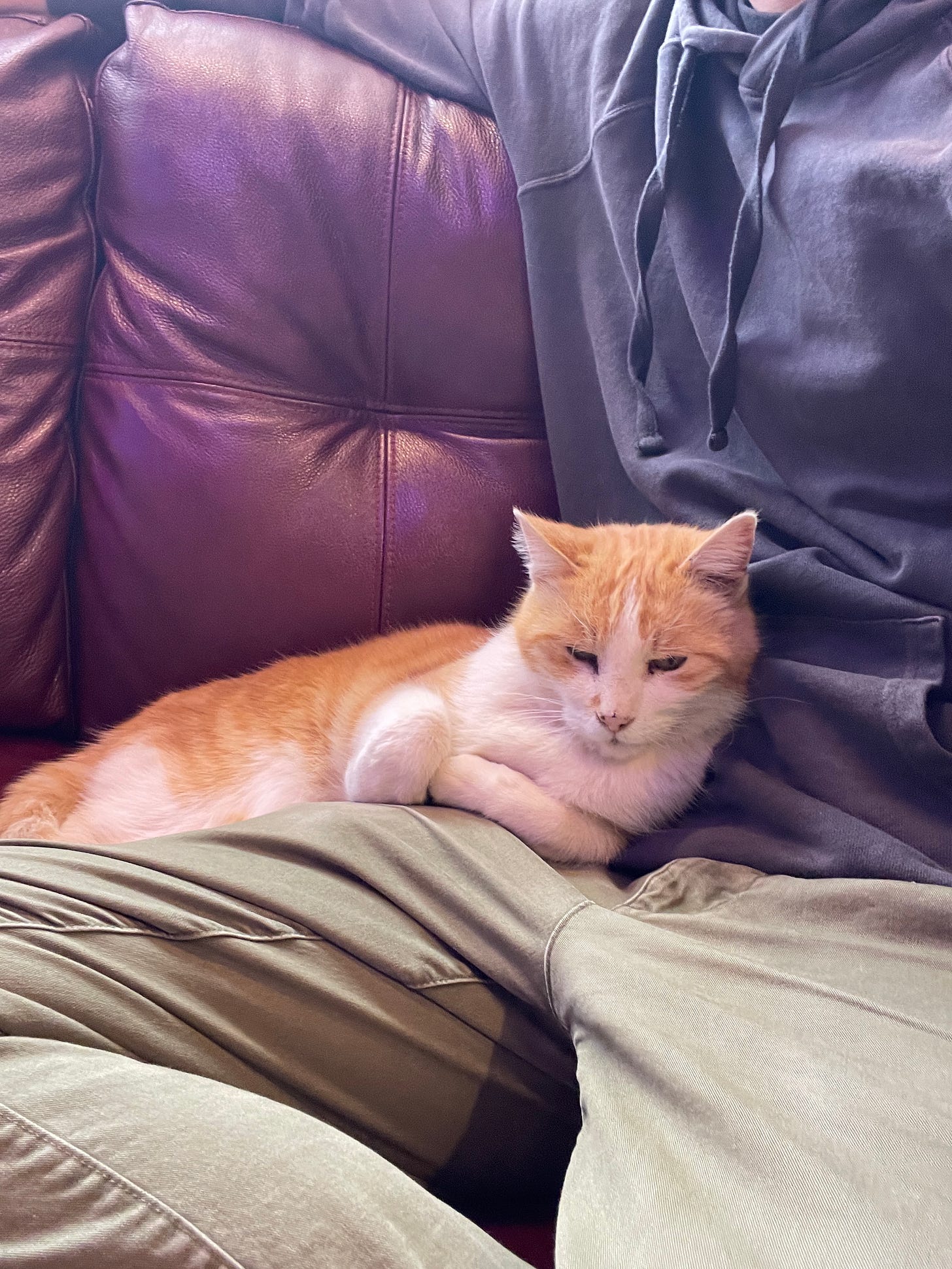 Squeaker the cat rests on my lap.
