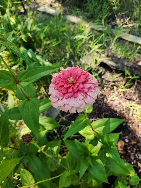Zinnias, calibrachoa, petunias, roses, cannas, coral bells