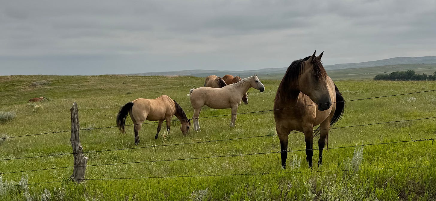 A tan horse stands near a barbed wire fence, facing outward, while several other horses graze quietly behind it in a wide open prairie under a cloudy sky.