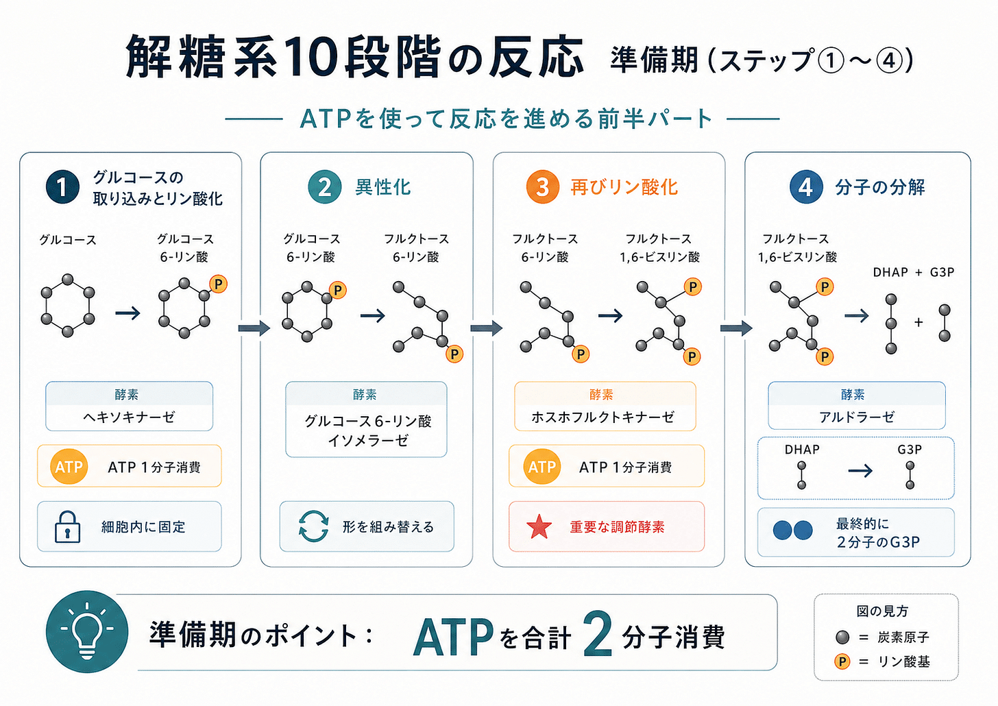 解糖系_ATP_エネルギー_慢性疲労_グルコース | 精密栄養学