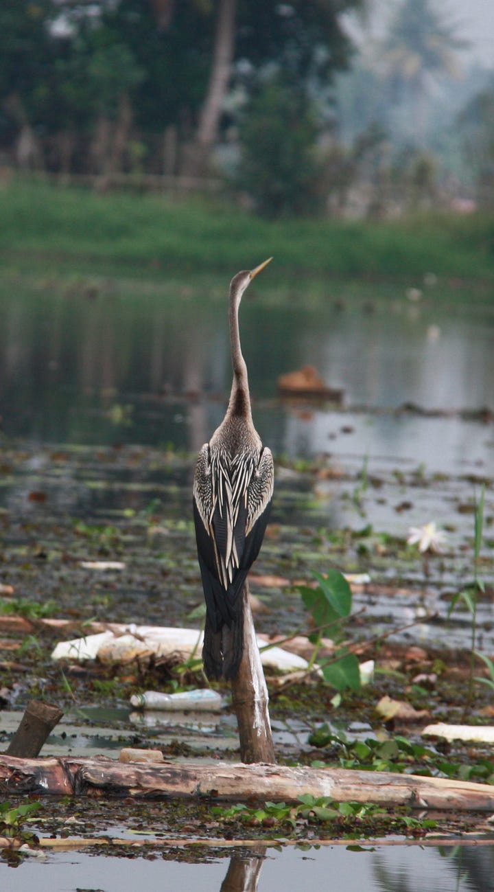 Four bird photographs, white heron taking off from a mass of waterweeds, Oriental darter posed with beak upright, duck on rippling water and shag perched on branch