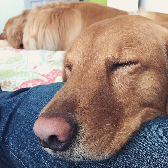 dogs-sleep