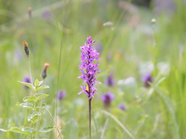 A close-up of a purple flower

AI-generated content may be incorrect.