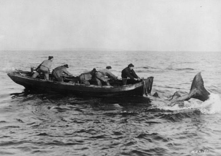 shark hunters of Aran