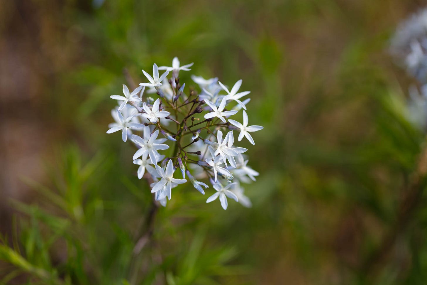 A close-up of a dome of blue, star-shaped flowers