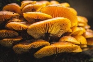 Mushrooms