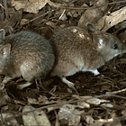 JD Vance's Fault! Tabs, Tues., March 3, 2026