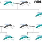 Gene drives: why the wait?