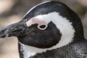 African penguin