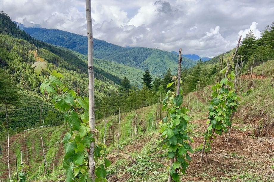 Club dVIN offers members trip to 'Bhutan's first wine harvest' - Decanter