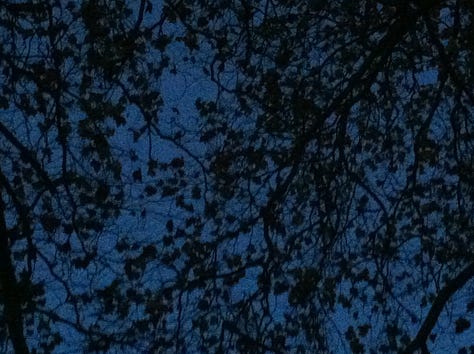sprigs of green next to a field; leaves in twilight; a feather on a bridge