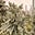 In The Weed World's avatar