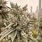 In The Weed World's avatar