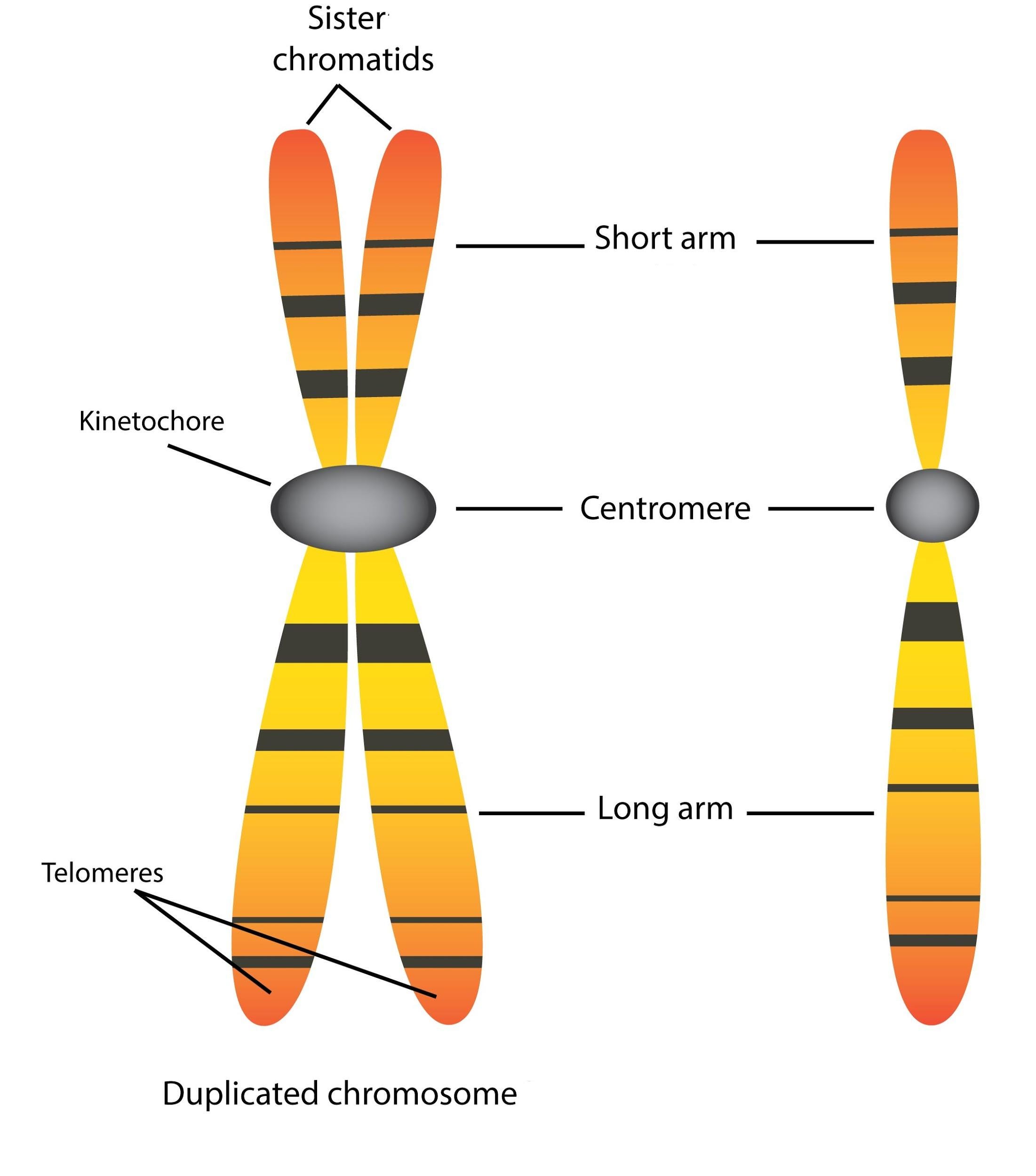 An X-shaped chromosome on the left and a single chromosome on the right. An X-shaped chromosome on the left and a single chromosome on the right.
