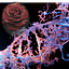 User's avatar
