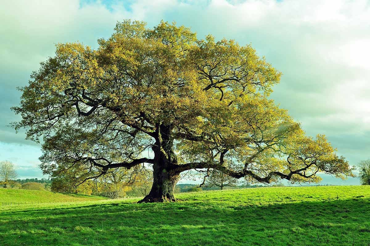 Thor's Oak?