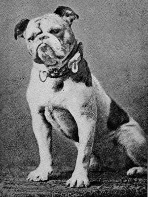 Handsome Dan: A 130-year-old legacy | Yale News Handsome Dan: A 130-year-old legacy | Yale News