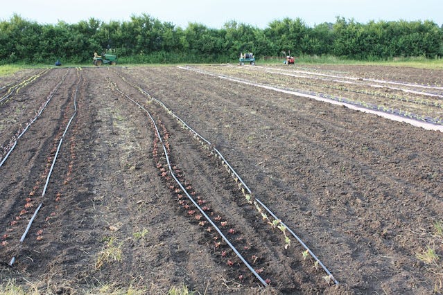 Lettuce NOT planted in a straight row